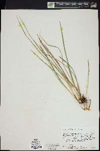 Carex willdenowii image