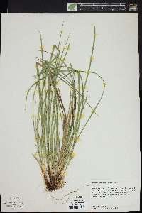 Carex willdenowii image