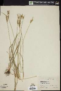 Carex whitneyi image