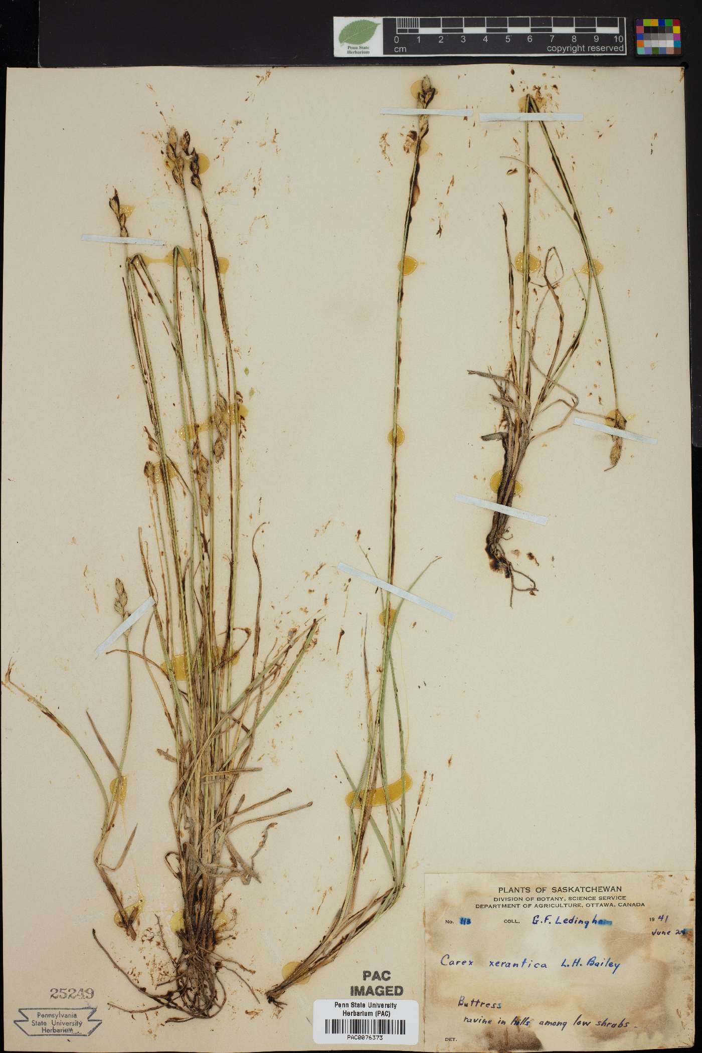 Carex xerantica image