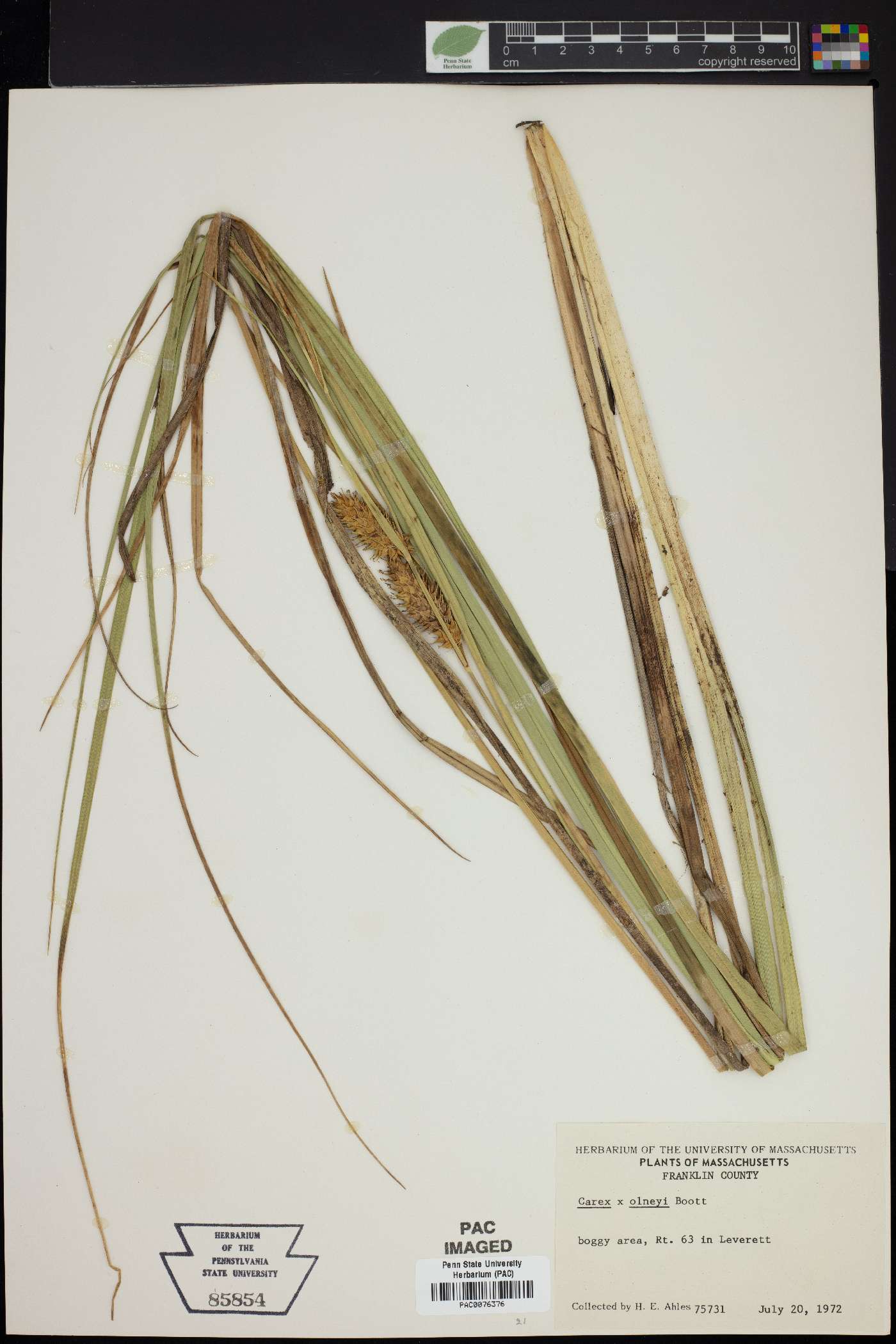Carex x olneyi image