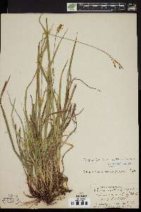 Carex arctata image