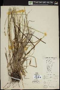 Carex bebbii image