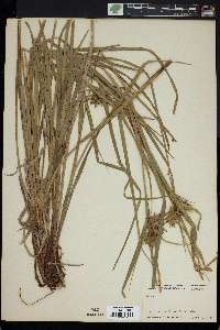 Carex kelloggii var. kelloggii image