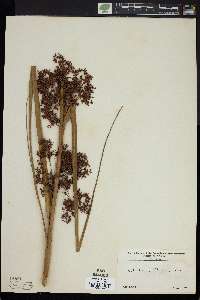 Cladium mariscus subsp. jamaicense image