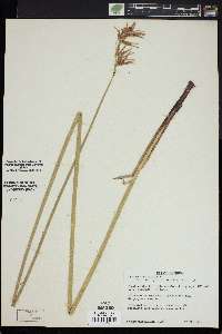 Cyperus articulatus image