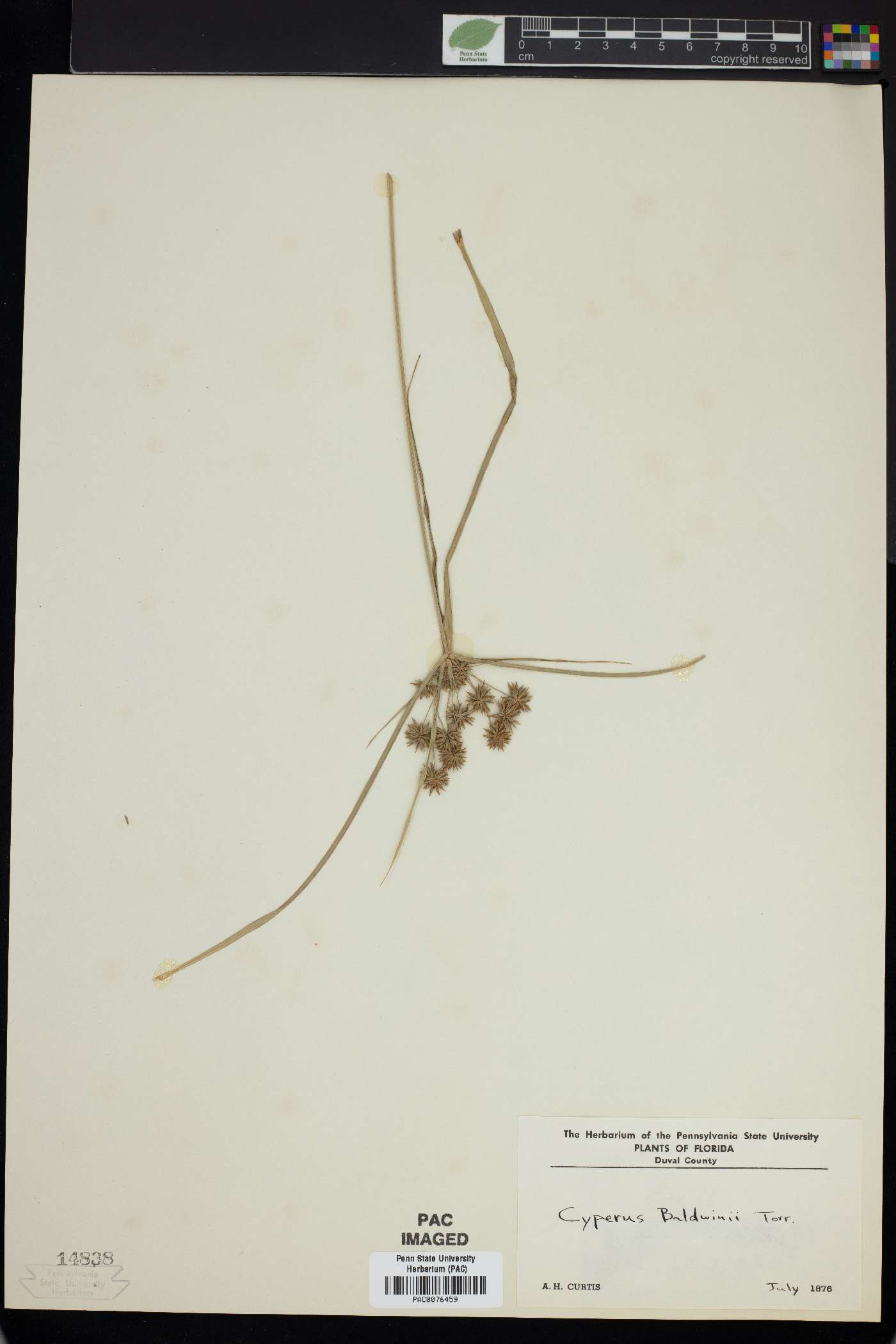 Cyperus baldwinii image