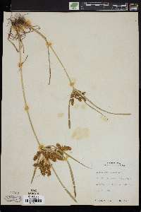 Cyperus erythrorhizos image