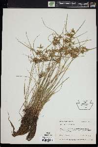 Cyperus flavescens image