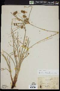 Cyperus globulosus image