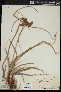 Cyperus erythrorhizos image