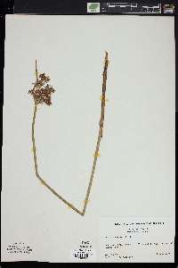 Cyperus haspan image