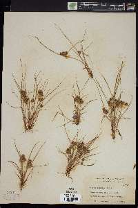 Cyperus squarrosus image