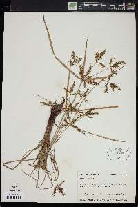 Cyperus iria image