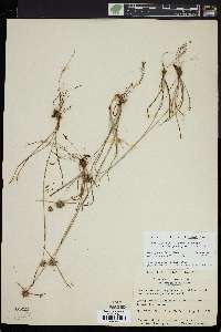 Cyperus filiculmis image