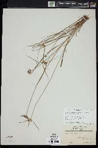 Cyperus filiculmis image