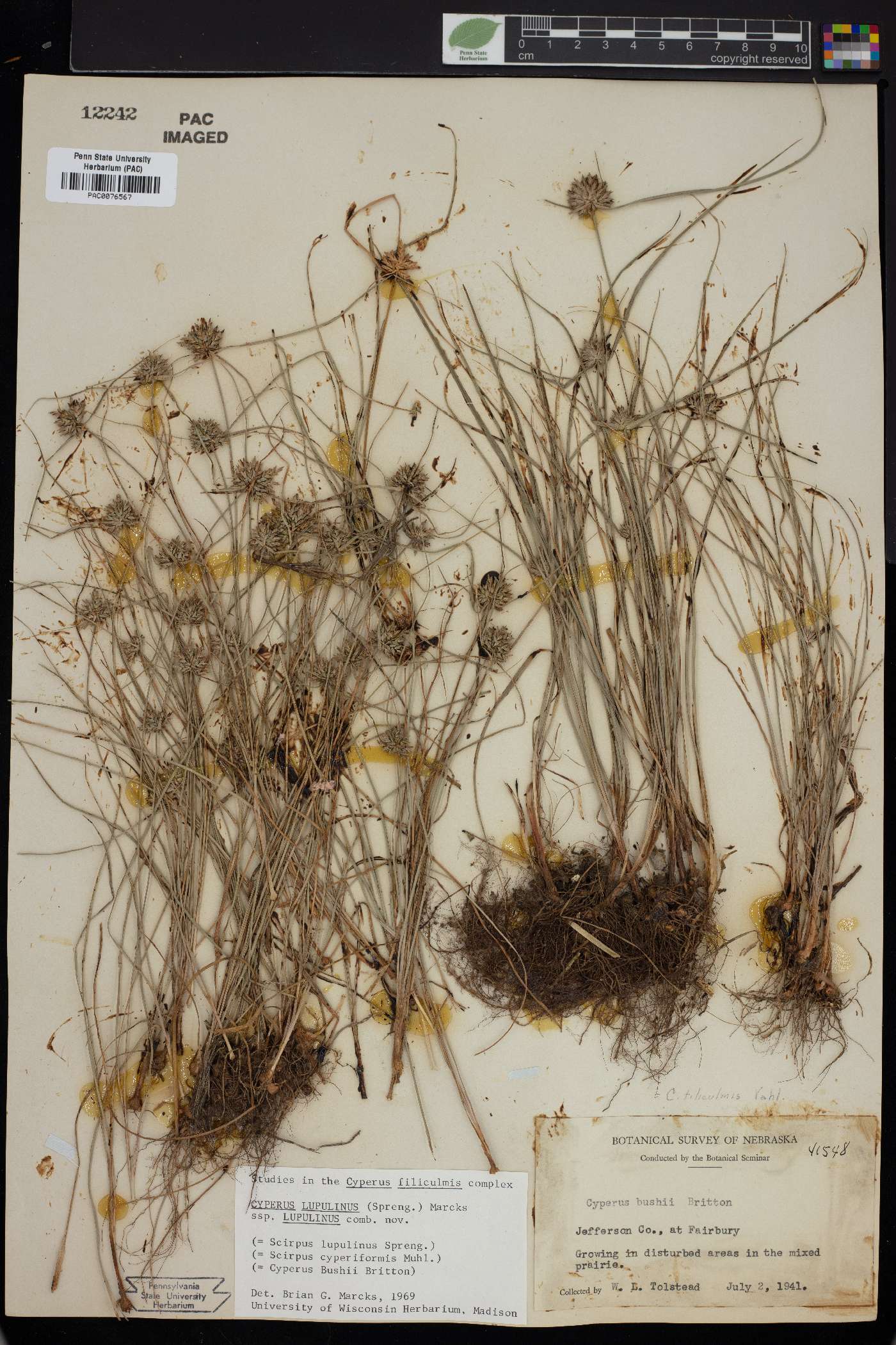 Cyperus bushii image