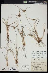 Cyperus filiculmis image