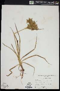 Cyperus lecontei image