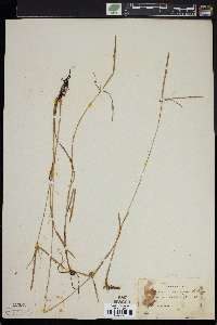 Pycreus fluminalis image