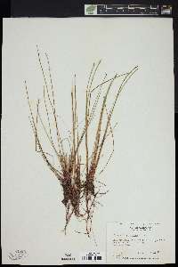 Eleocharis cellulosa image