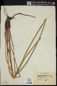 Eleocharis equisetoides image