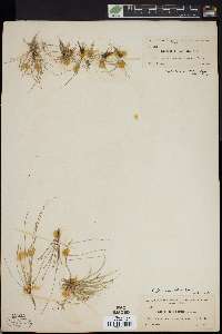 Eleocharis flavescens image