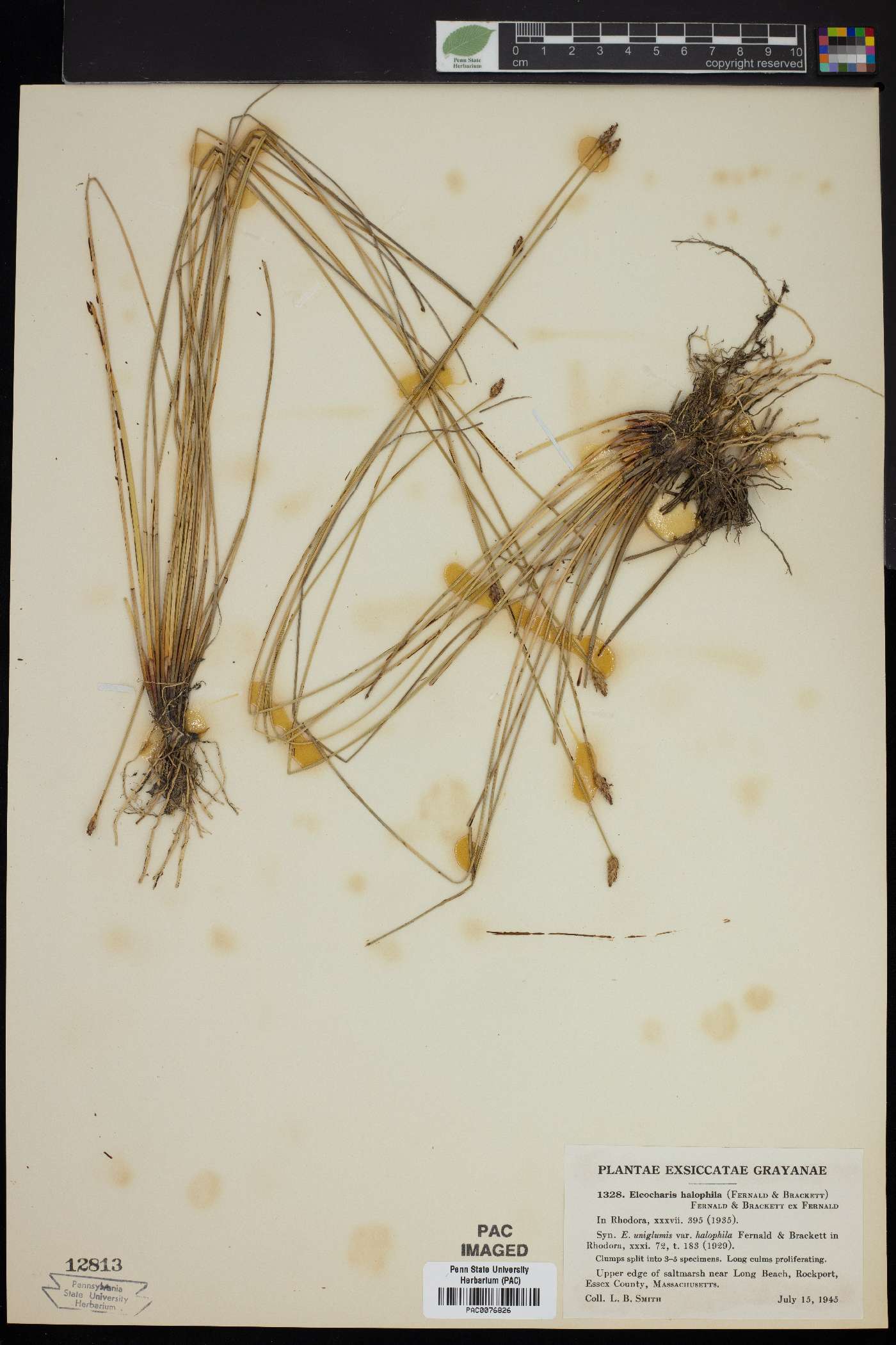 Eleocharis halophila image