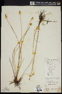 Eleocharis macrostachya image