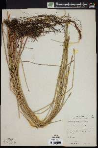 Eleocharis macrostachya image