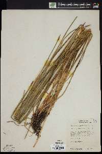 Eleocharis macrostachya image