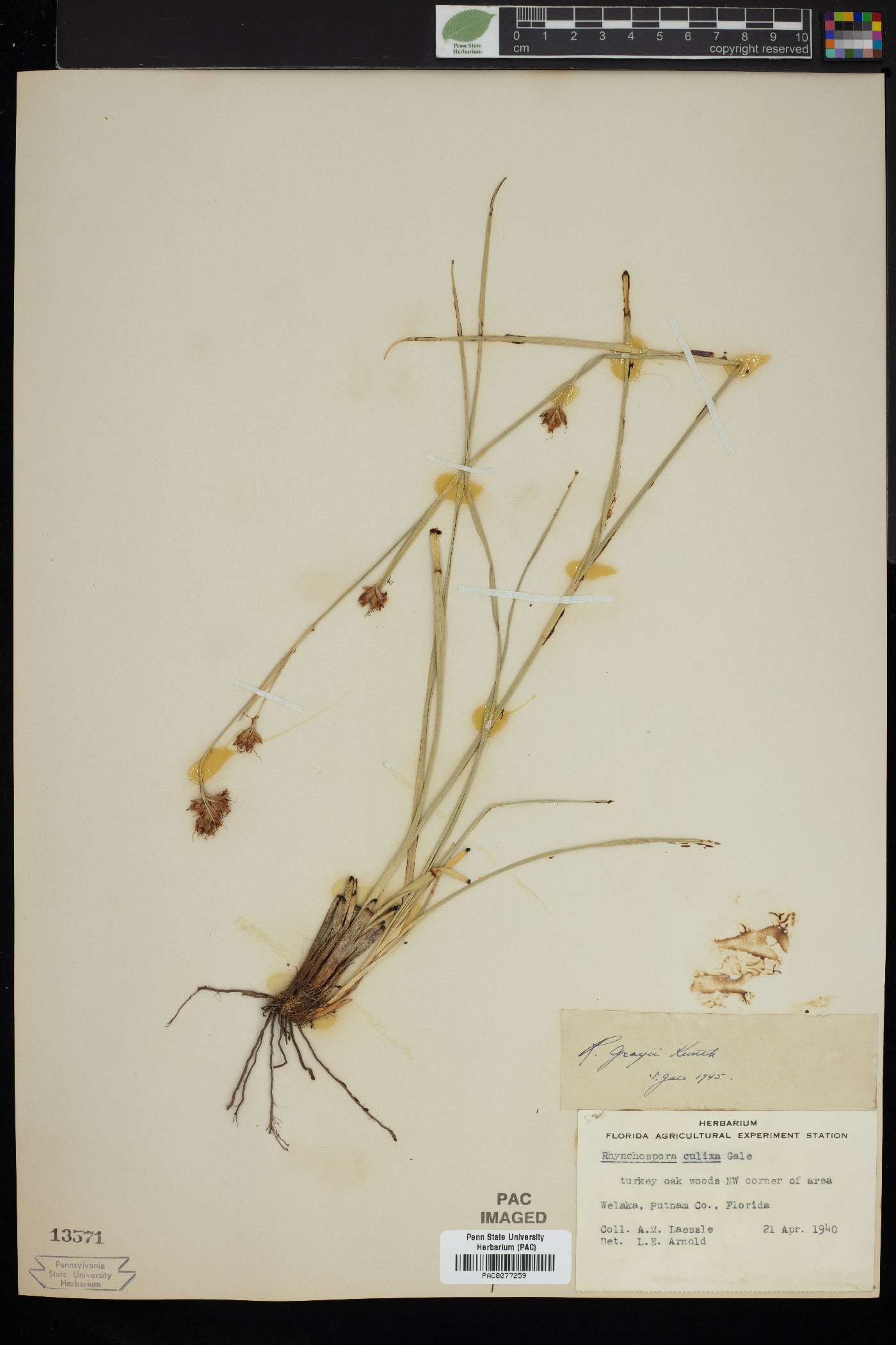 Rhynchospora culixa image