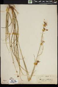 Rhynchospora megalocarpa image