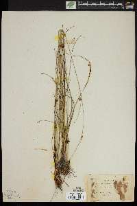 Rhynchospora plumosa image