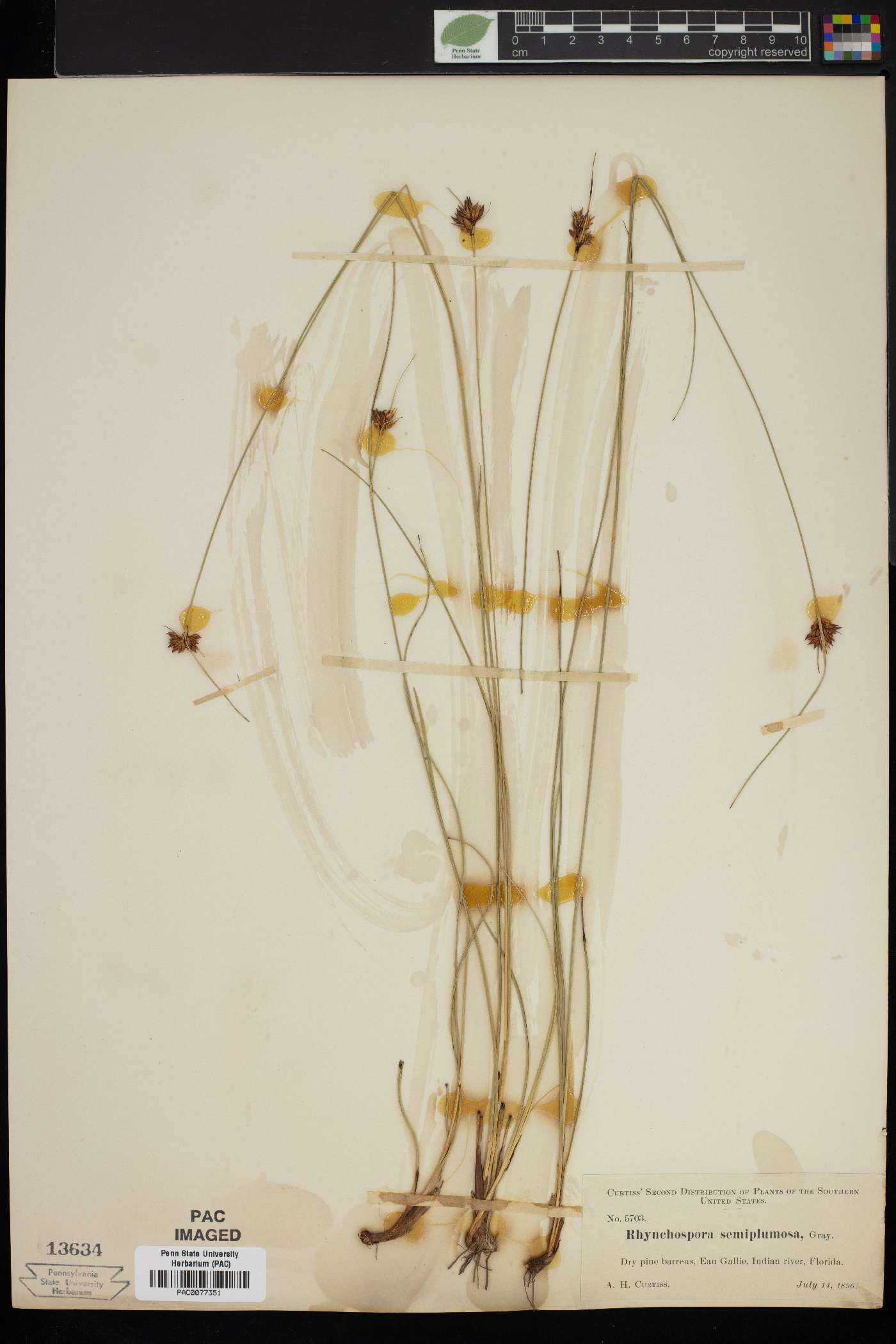 Rhynchospora semiplumosa image