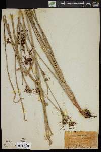 Rhynchospora stipitata image