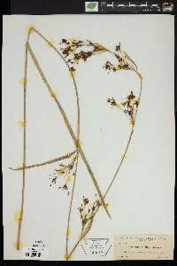 Rhynchospora stipitata image