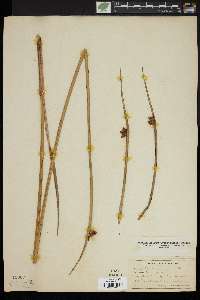 Schoenoplectus americanus image