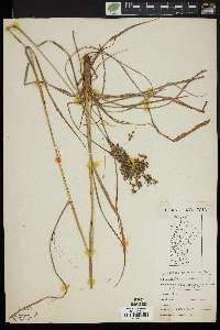 Scirpus atrocinctus image