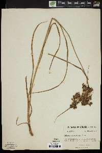 Scirpus atrocinctus image