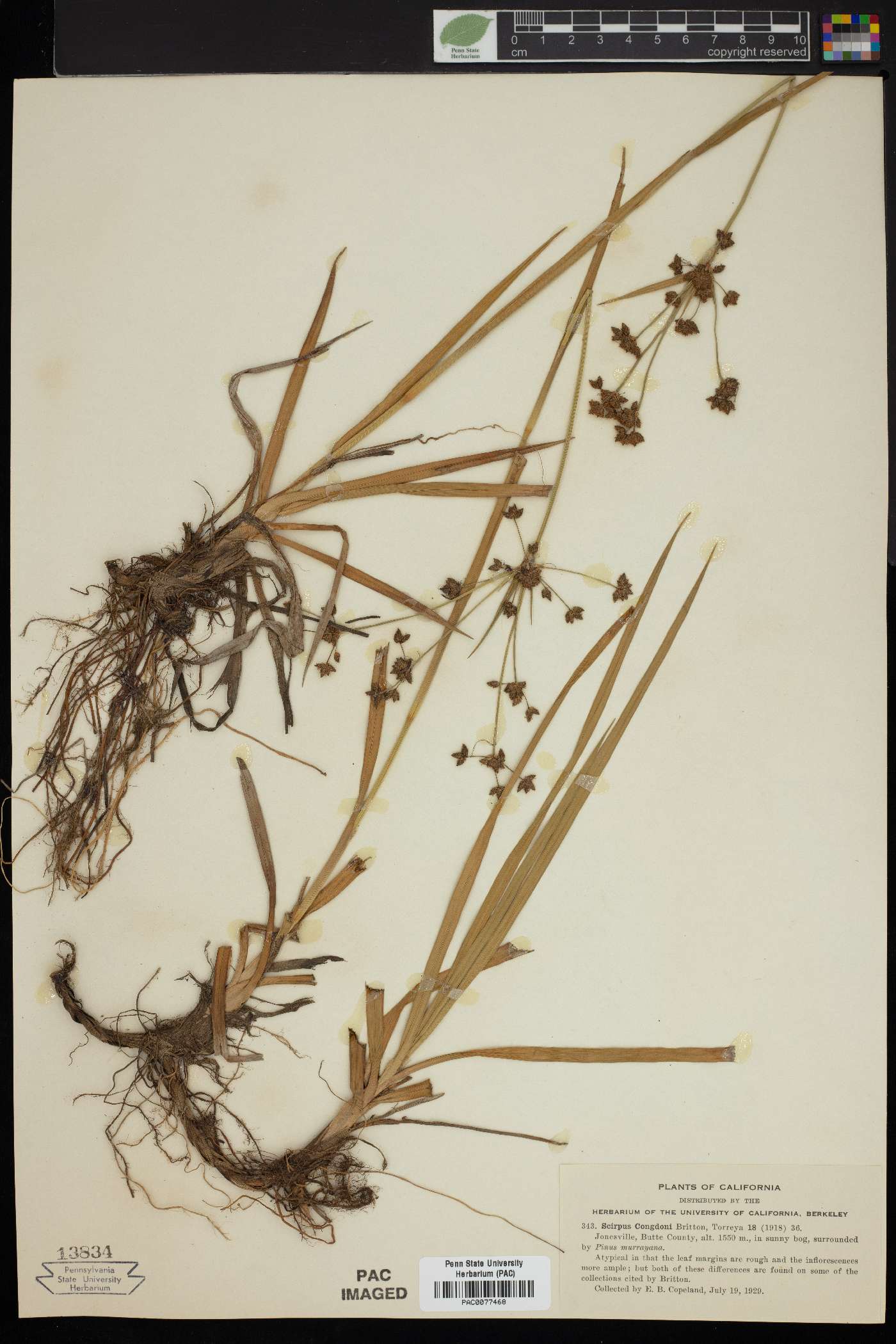 Scirpus congdoni image