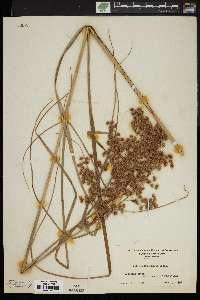 Scirpus eriophorum image