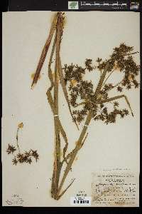 Scirpus expansus image