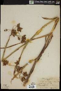 Schoenoplectus fluviatilis image