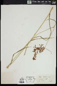 Scirpus lineatus image