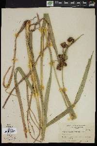 Scirpus pallidus image