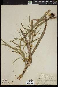 Scirpus pallidus image