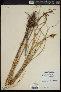 Bolboschoenus maritimus subsp. paludosus image