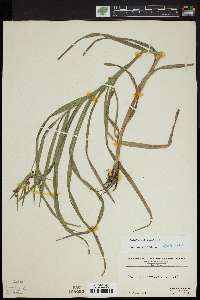 Scirpus polyphyllus image