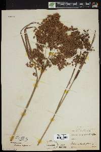 Scirpus rubricosus image